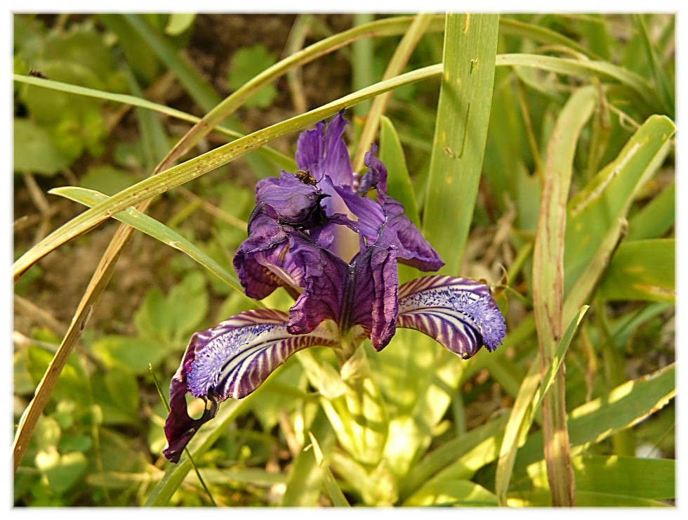 Iridaceae pugliesi